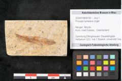 Foto (Objekt + Etikett) von Prosopis kymeana Unger (NHMW-GEO-2024-0188-8190)